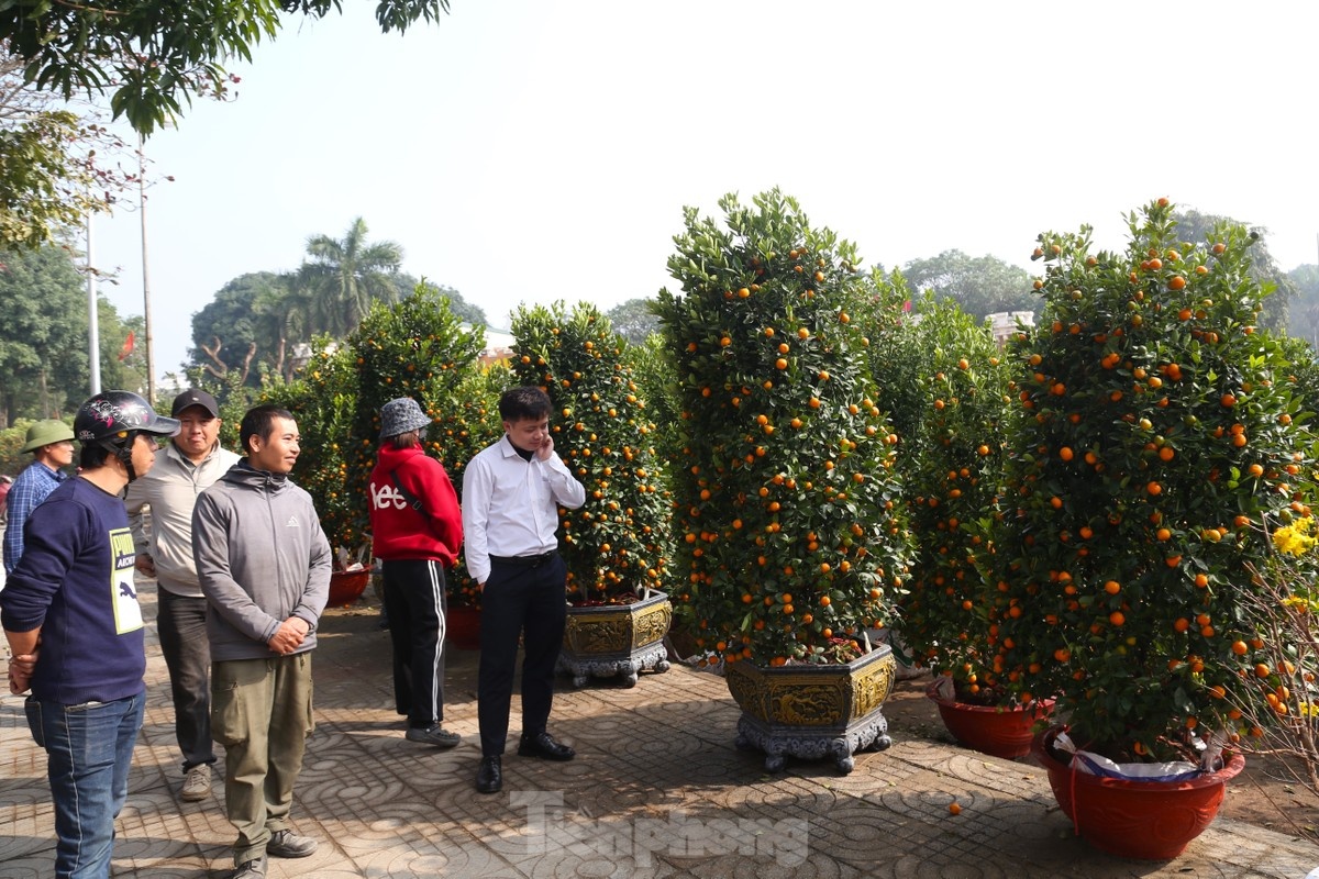 cho tet,  van chuyen dao quat anh 1