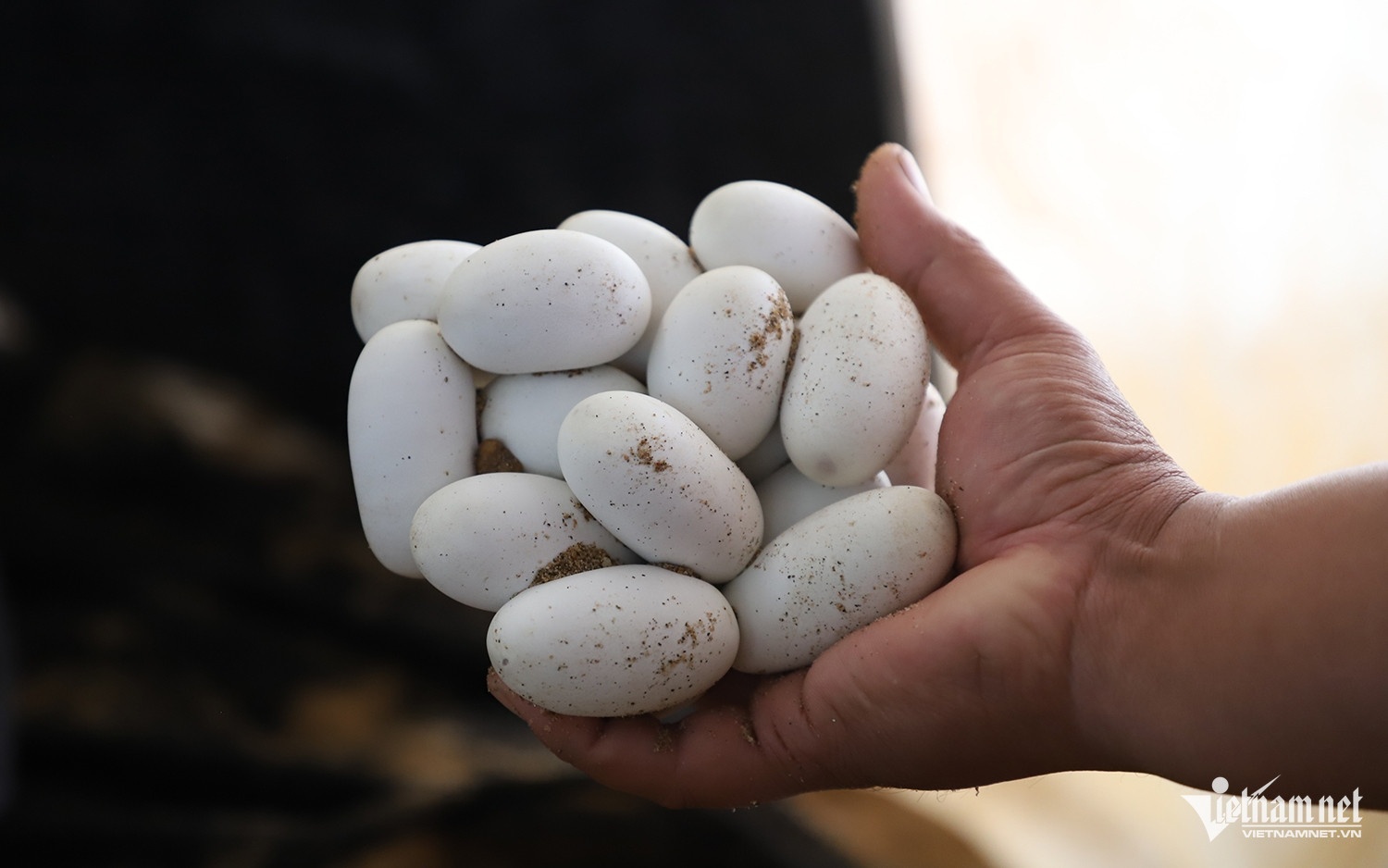 nguoi nuoi ran anh 4