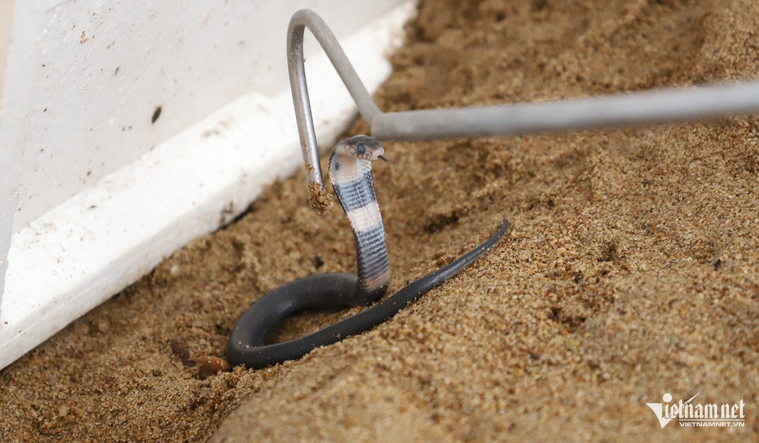 nguoi nuoi ran anh 5