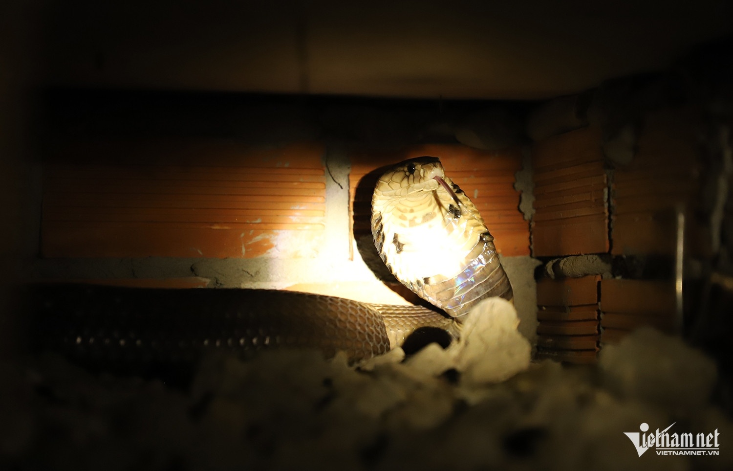 nguoi nuoi ran anh 2