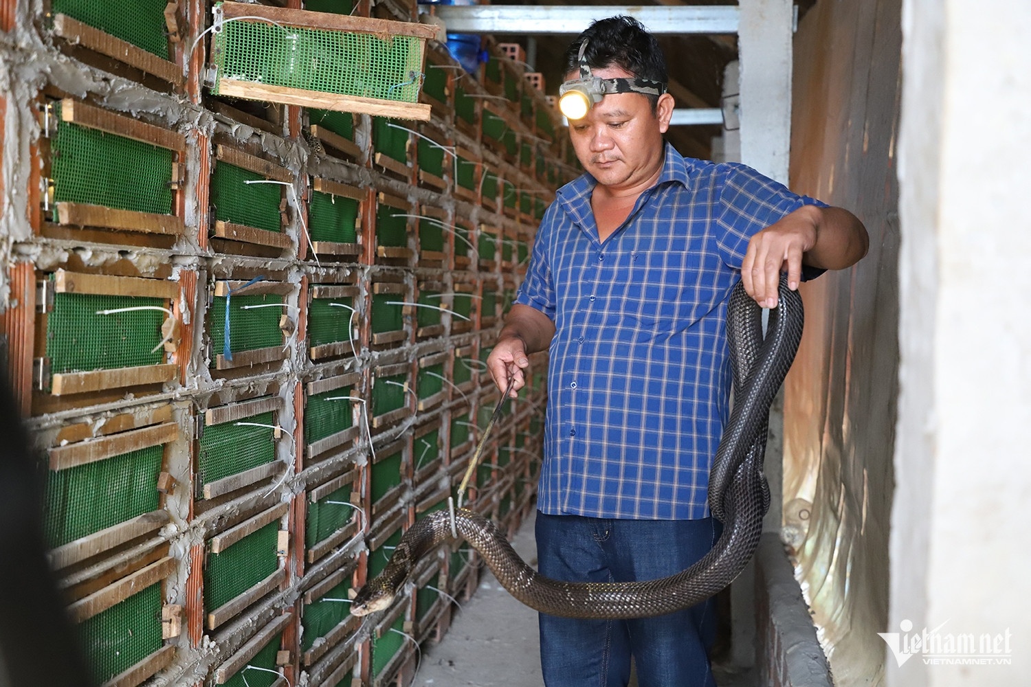 nguoi nuoi ran anh 1