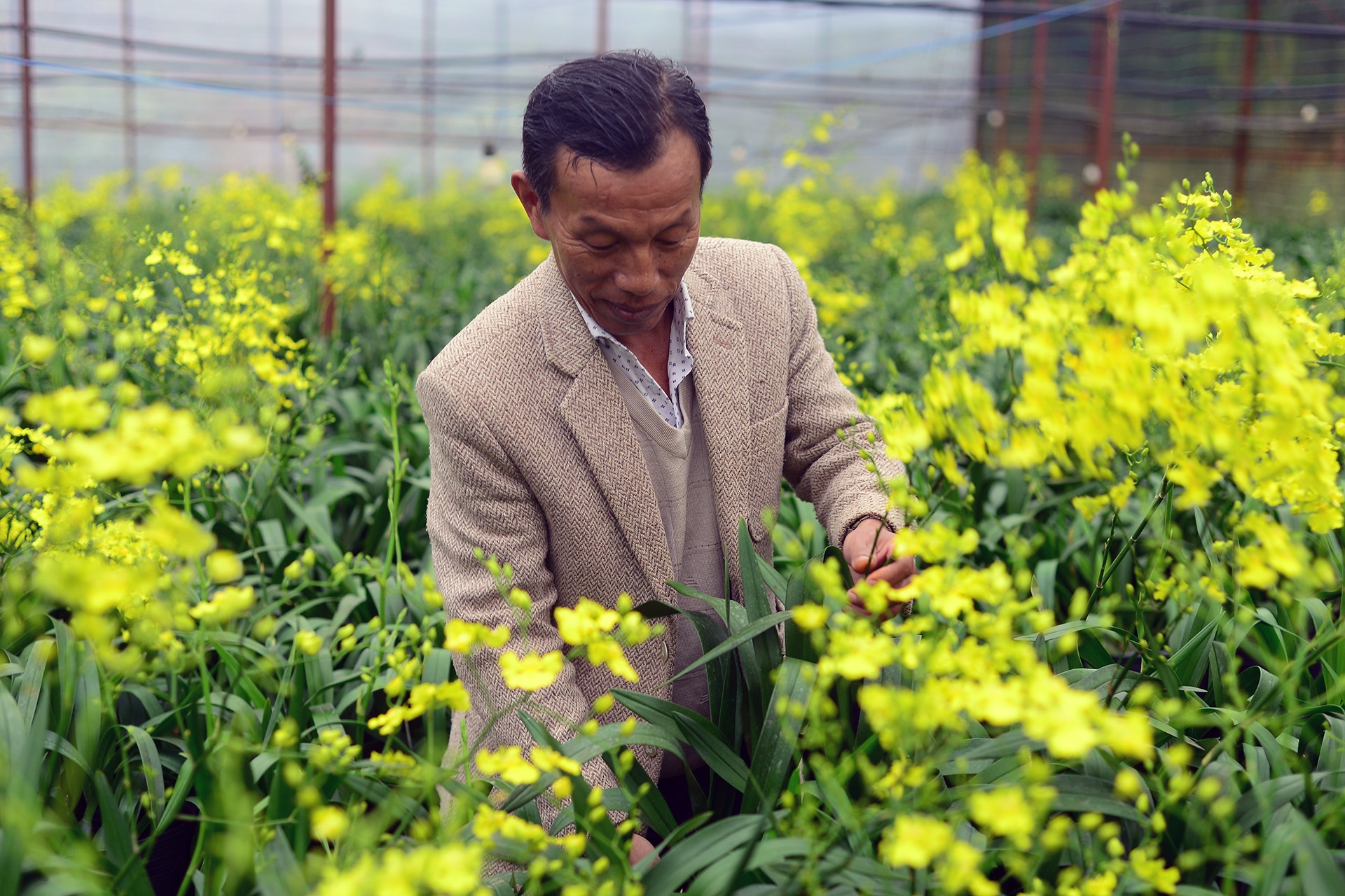 Pho chu tich xa ke chuyen 'khoc cuoi' cung loai hoa quy toc hinh anh