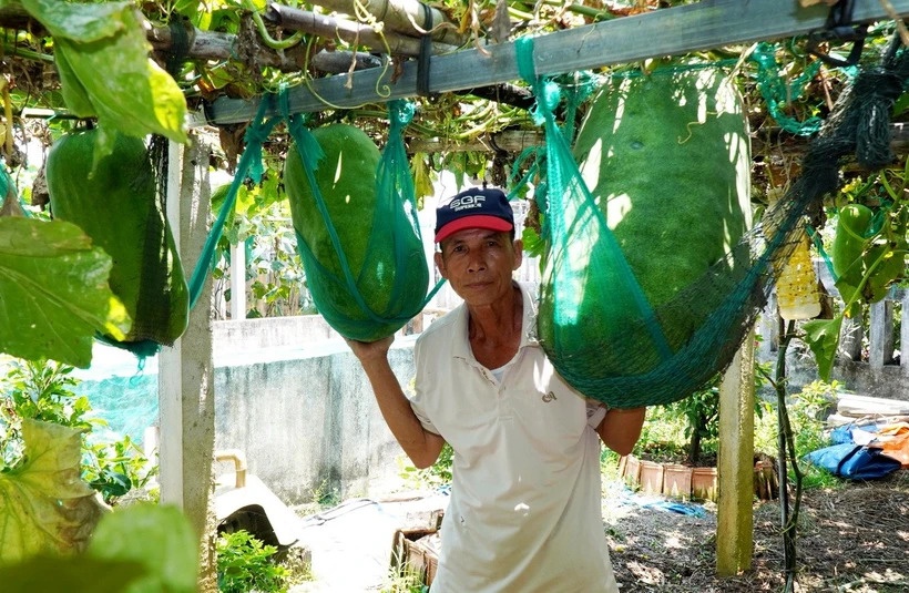 Lang bi dao khong lo vao vu thu hoach, co qua nang gan 60 kg hinh anh