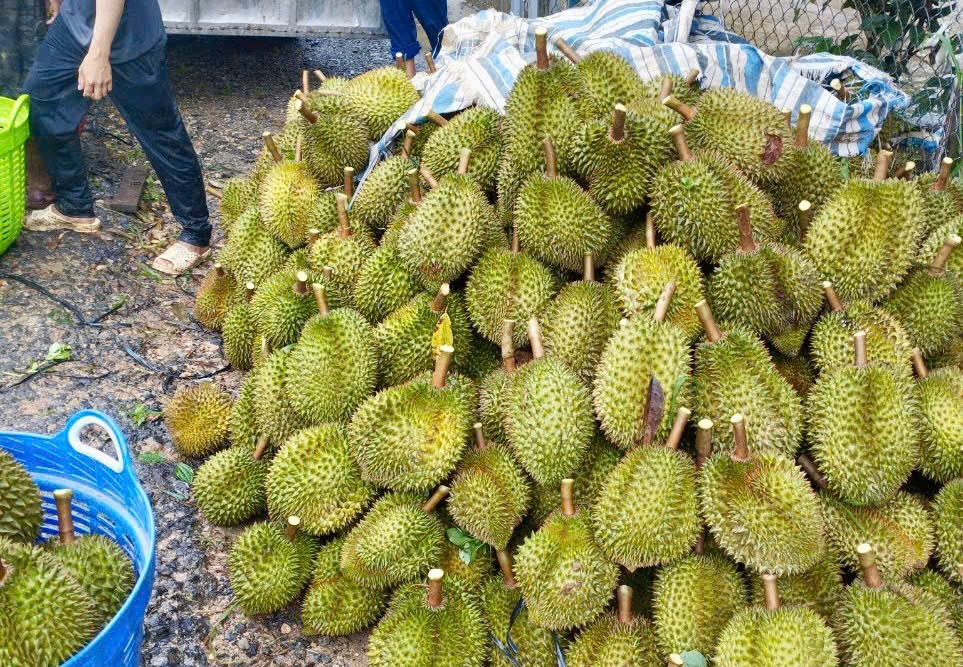 sau rieng anh 2
