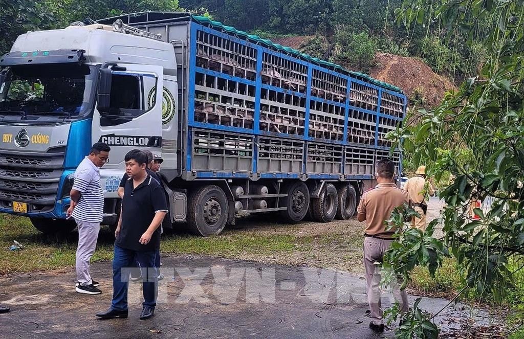 Chan 14 tan heo bi dich ta chau Phi hinh anh