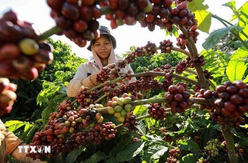 ca phe viet nam anh 1