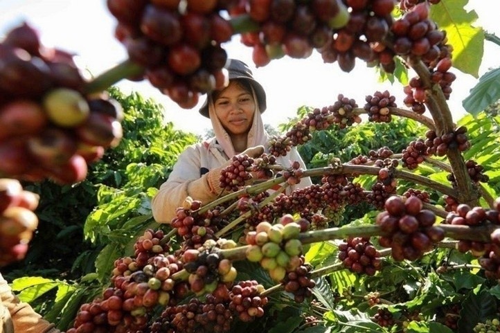 600.000 nong ho ca phe Viet Nam gap thach thuc moi hinh anh