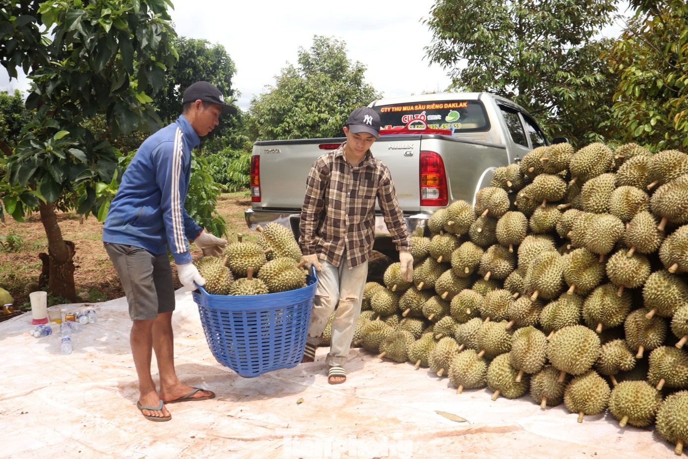 sau rieng dak lak anh 1
