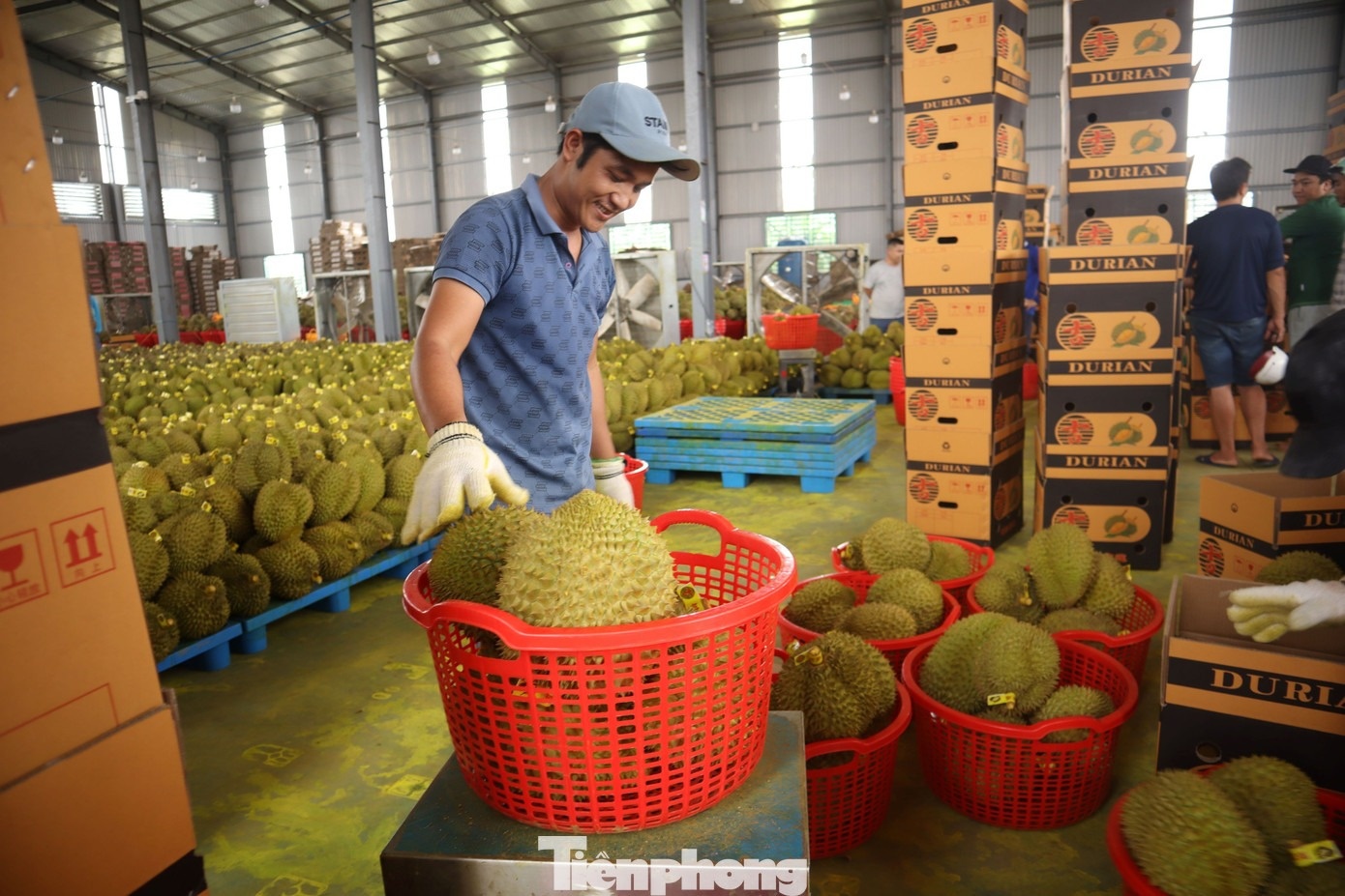 sau rieng dak lak anh 2