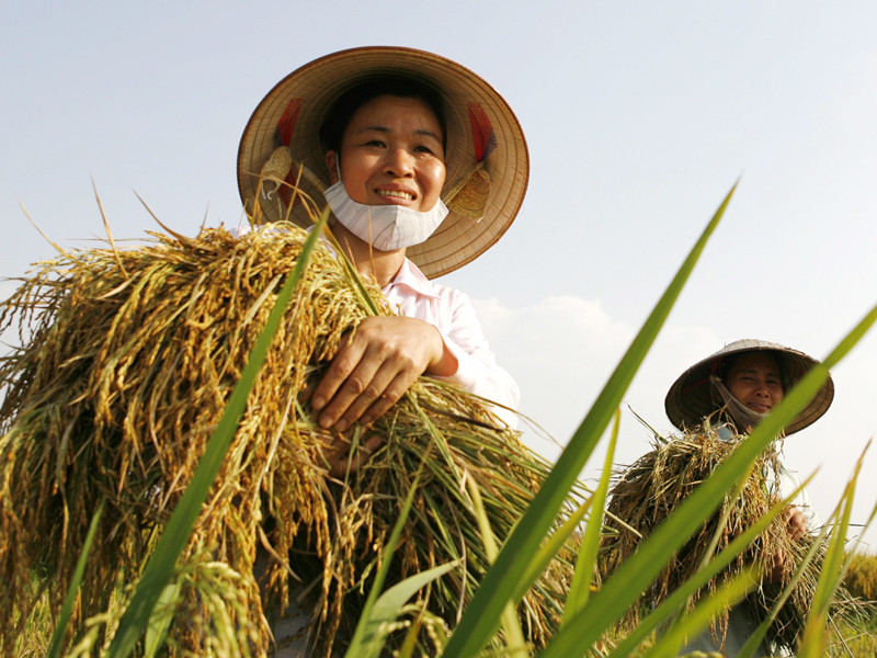  Philippinest,  thi truong,  gao xuat khau anh 1