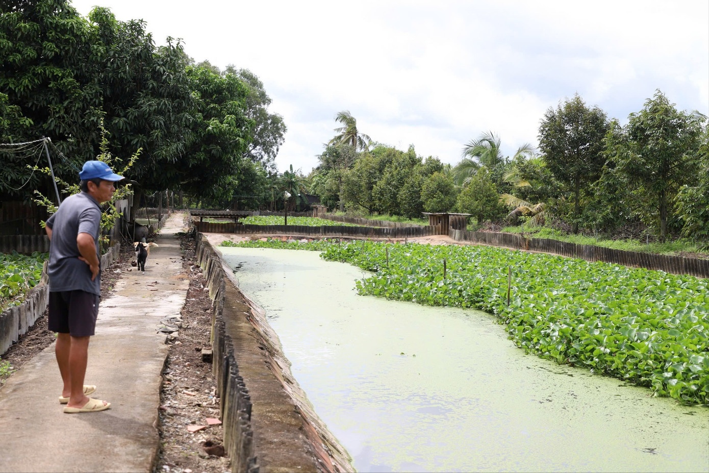 cham soc,  thi diem,  nuoi ba ba anh 1
