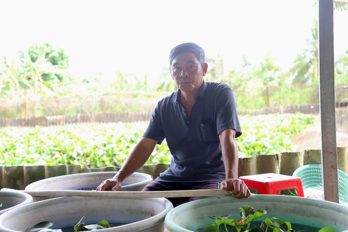cham soc,  thi diem,  nuoi ba ba anh 2