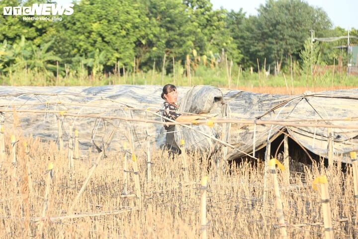 hu hai,  dao Tet,  ngap nuoc anh 5