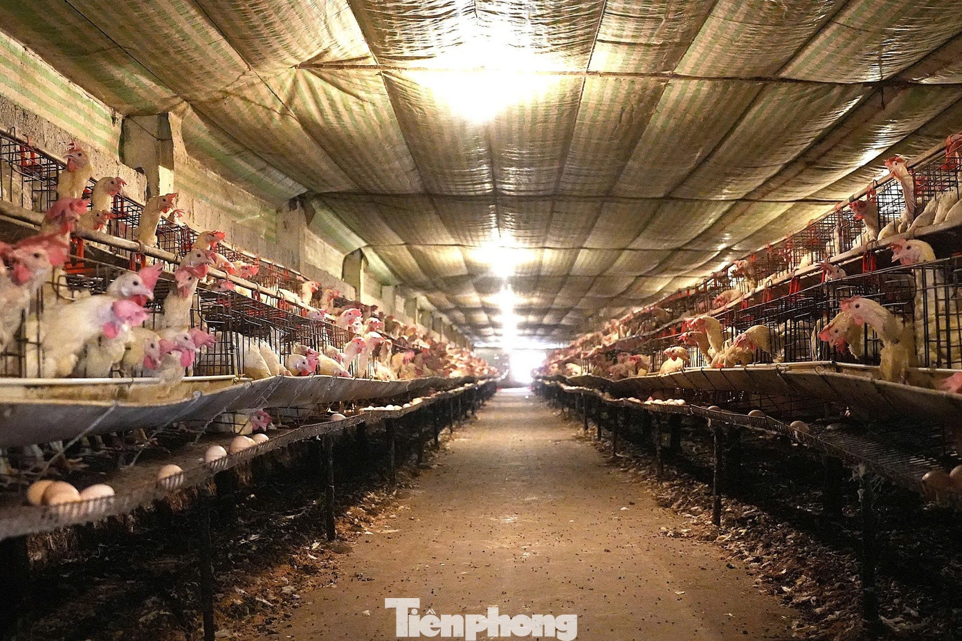 nuoi trong,  khoi nghiep,  no nan anh 2