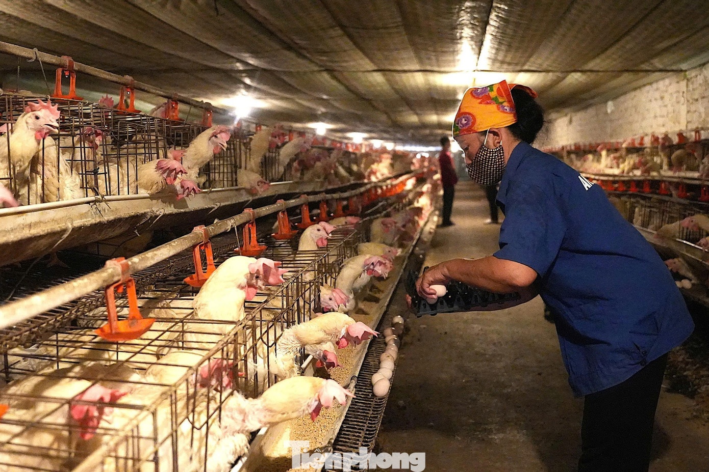 nuoi trong,  khoi nghiep,  no nan anh 4