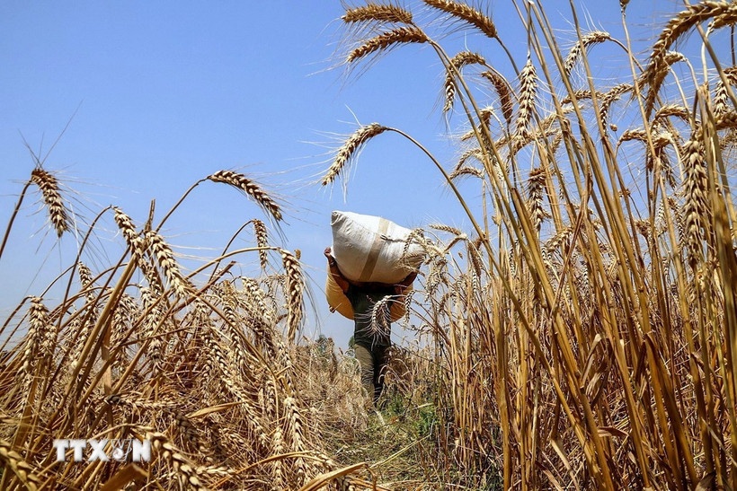 Trung Quoc mua lo hang lua my dau tien cua My ke tu nam 2024 hinh anh