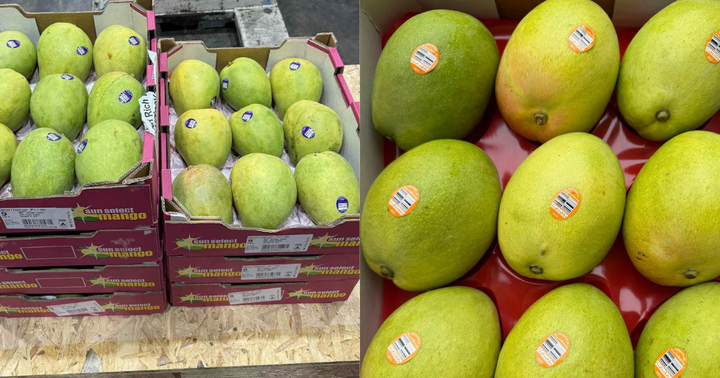 Xoai Australia 'di may bay' ve Viet Nam gia ca trieu dong/kg hinh anh