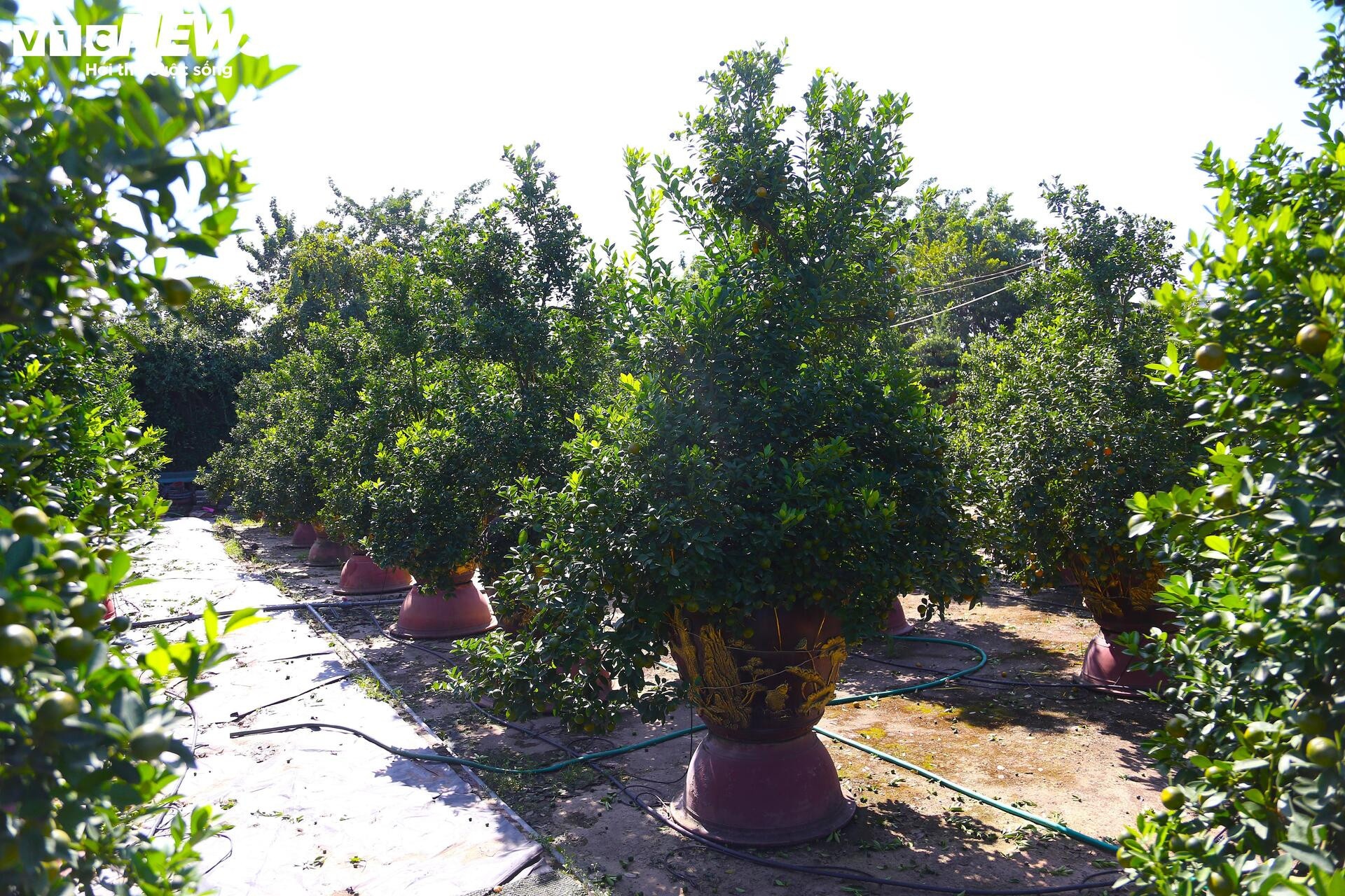 khan hiem,  bao lu,  cay canh anh 2