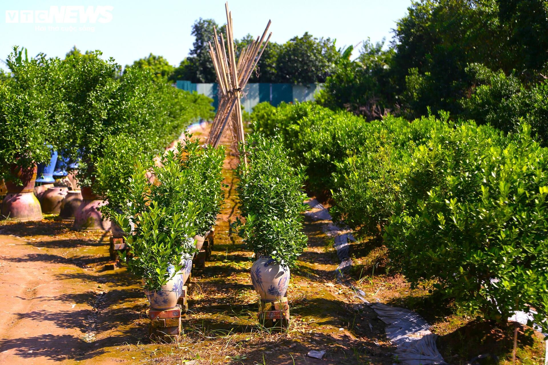 khan hiem,  bao lu,  cay canh anh 5