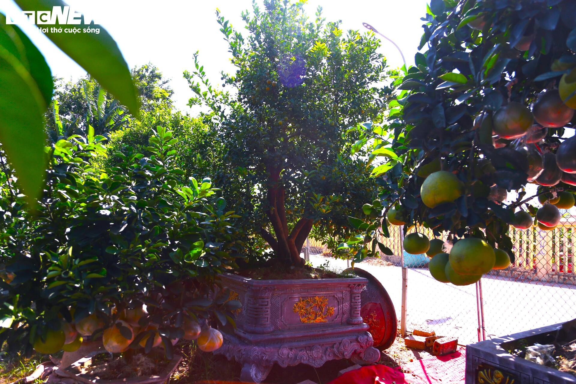 khan hiem,  bao lu,  cay canh anh 6