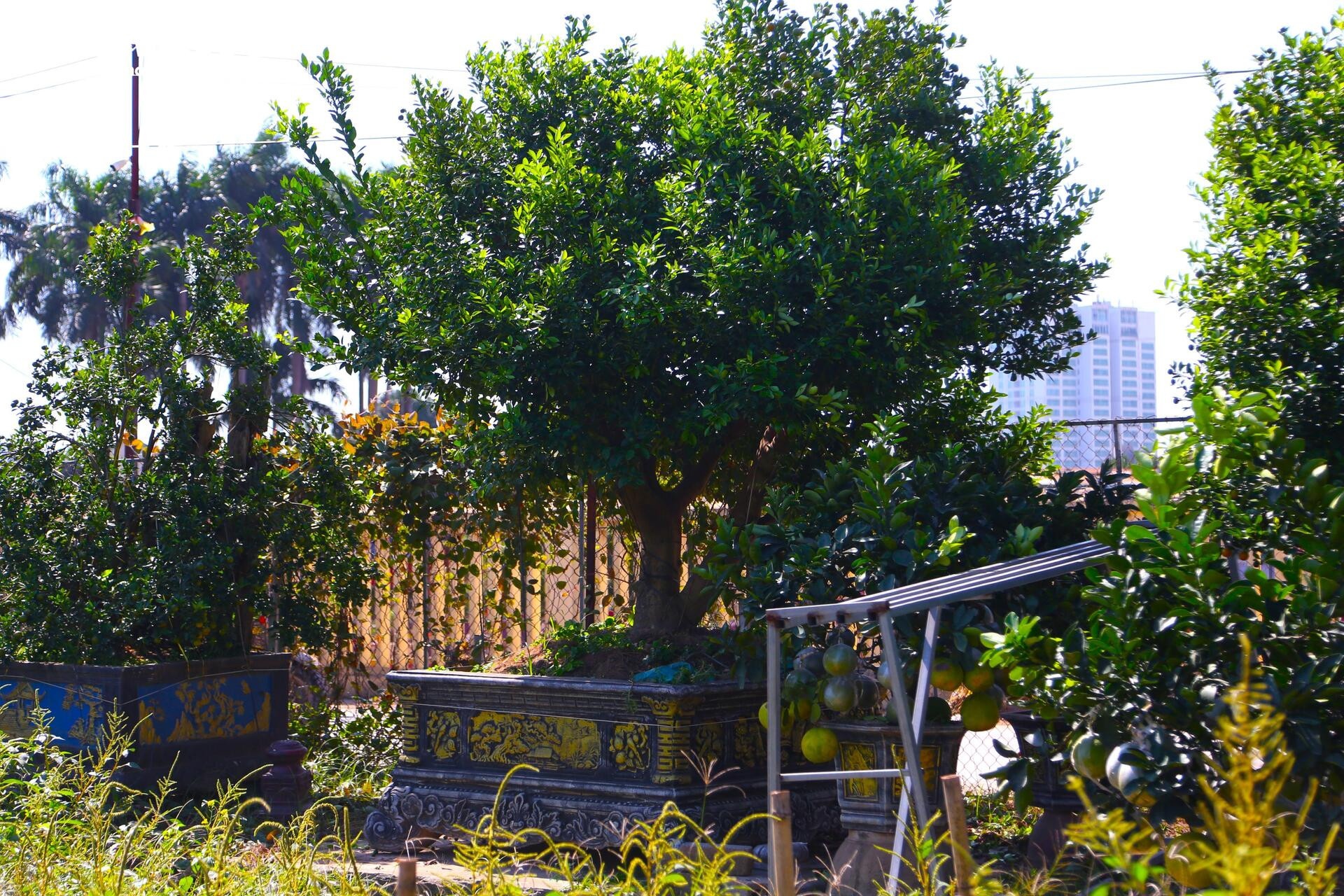 khan hiem,  bao lu,  cay canh anh 7