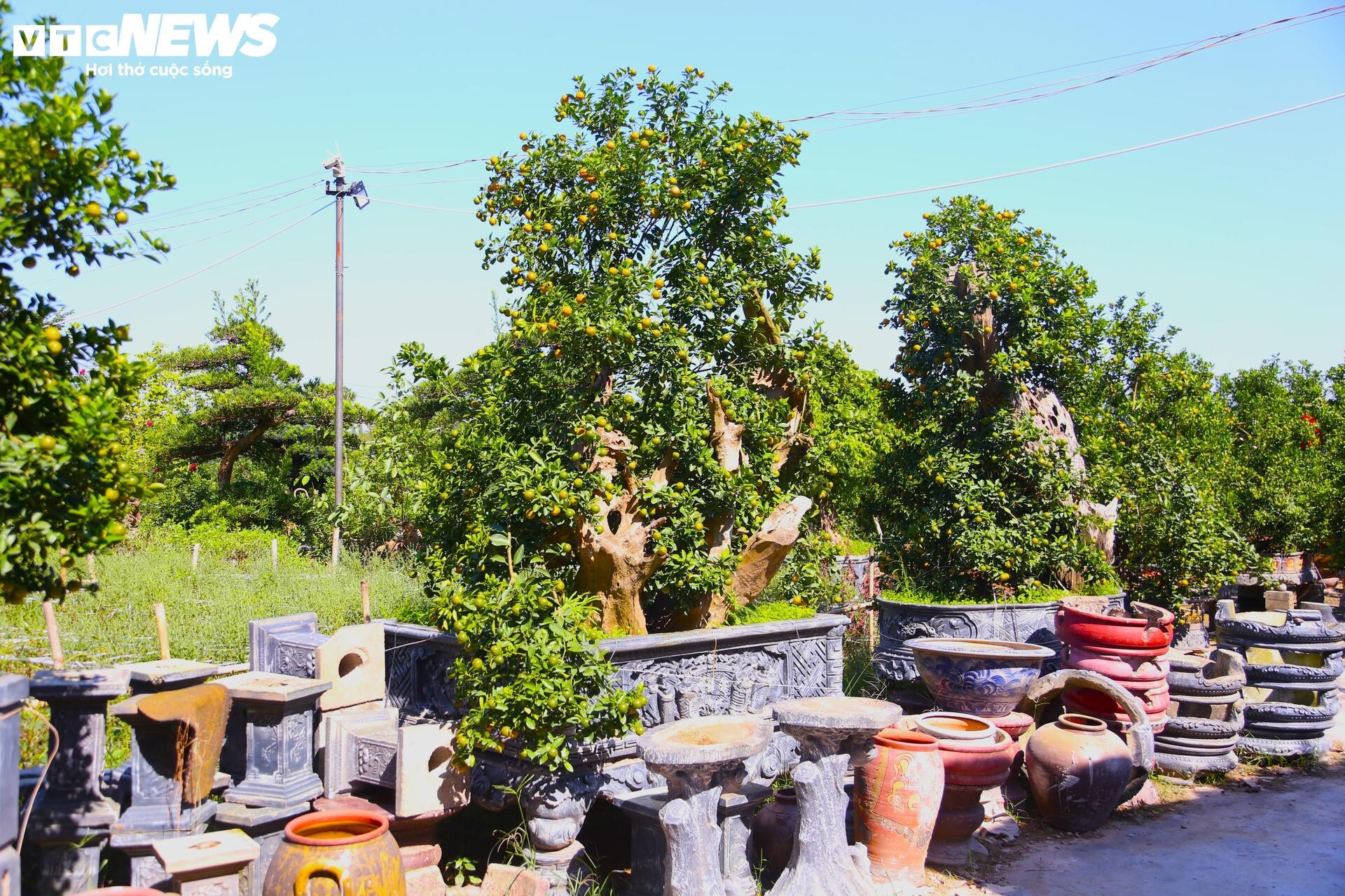 khan hiem,  bao lu,  cay canh anh 8