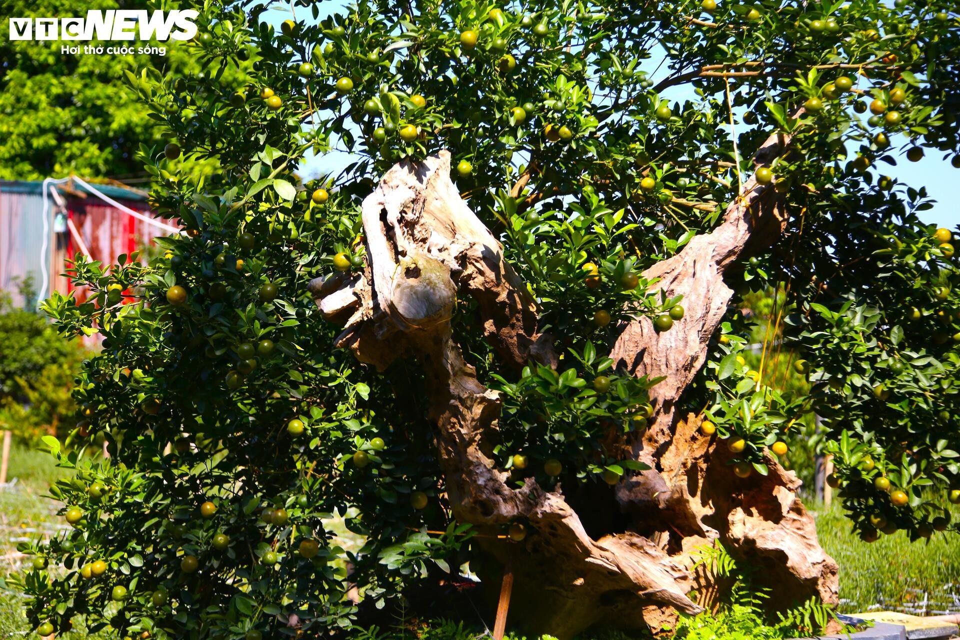 khan hiem,  bao lu,  cay canh anh 9