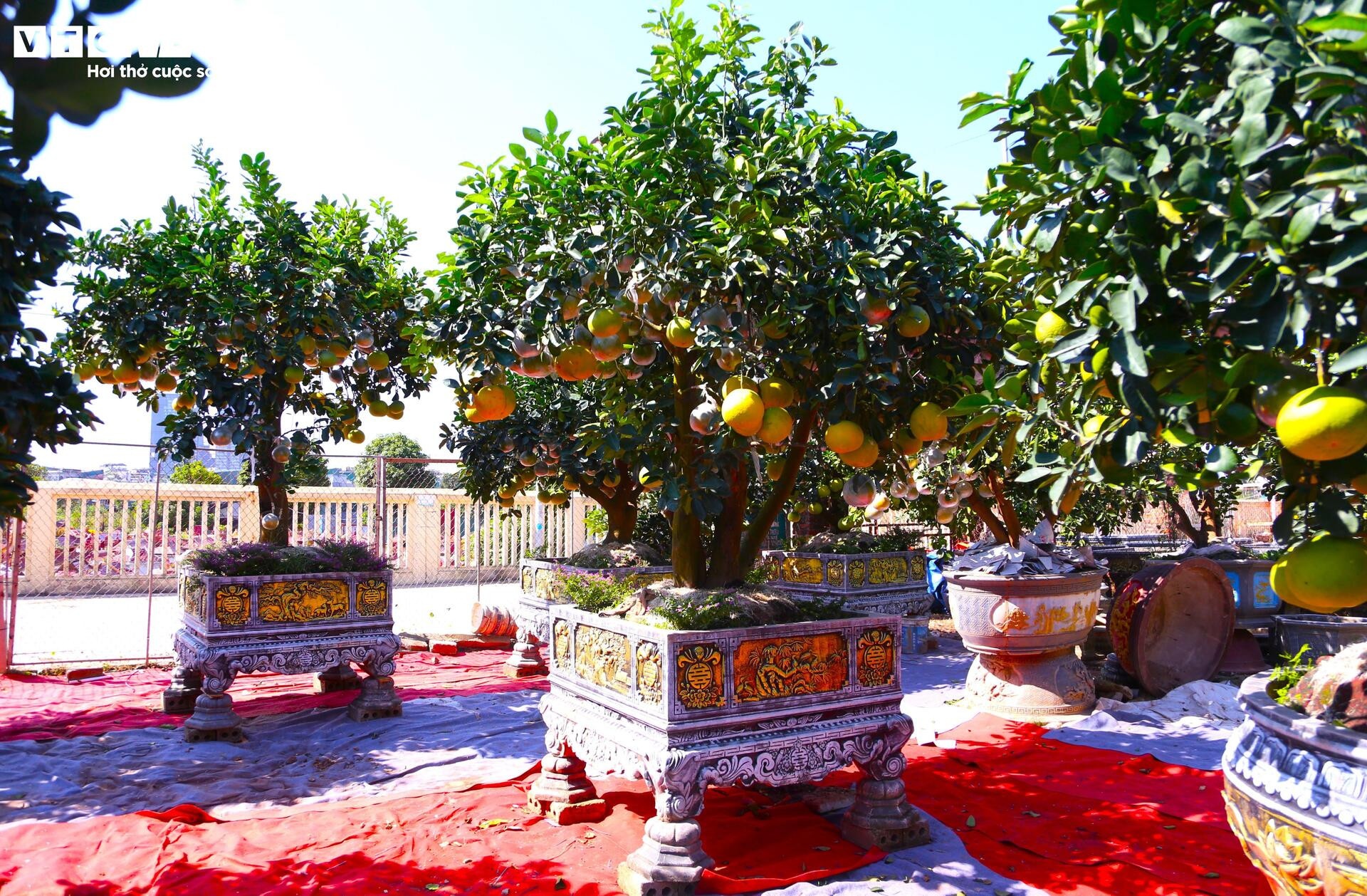 khan hiem,  bao lu,  cay canh anh 10