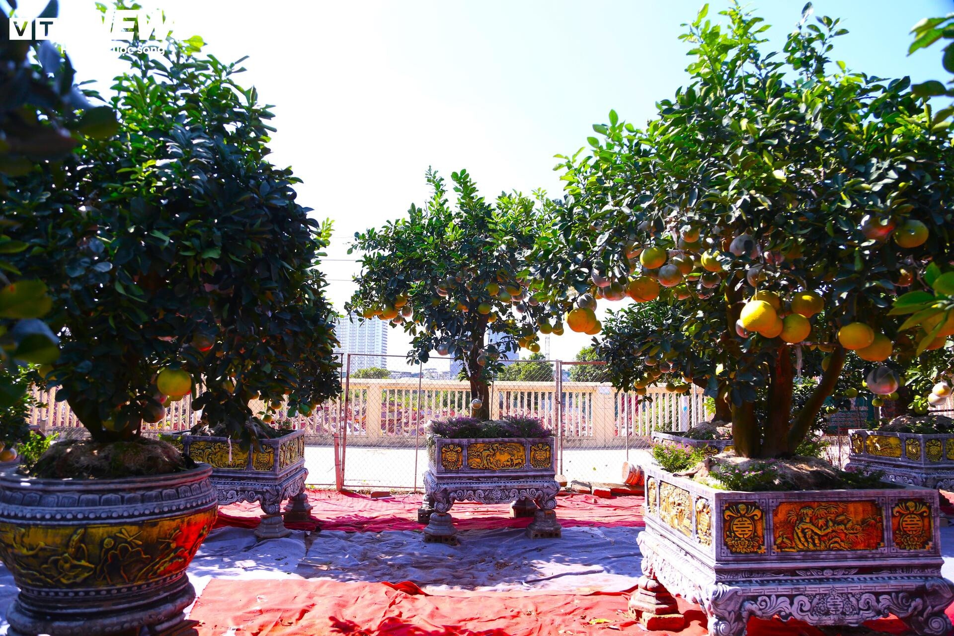 khan hiem,  bao lu,  cay canh anh 11