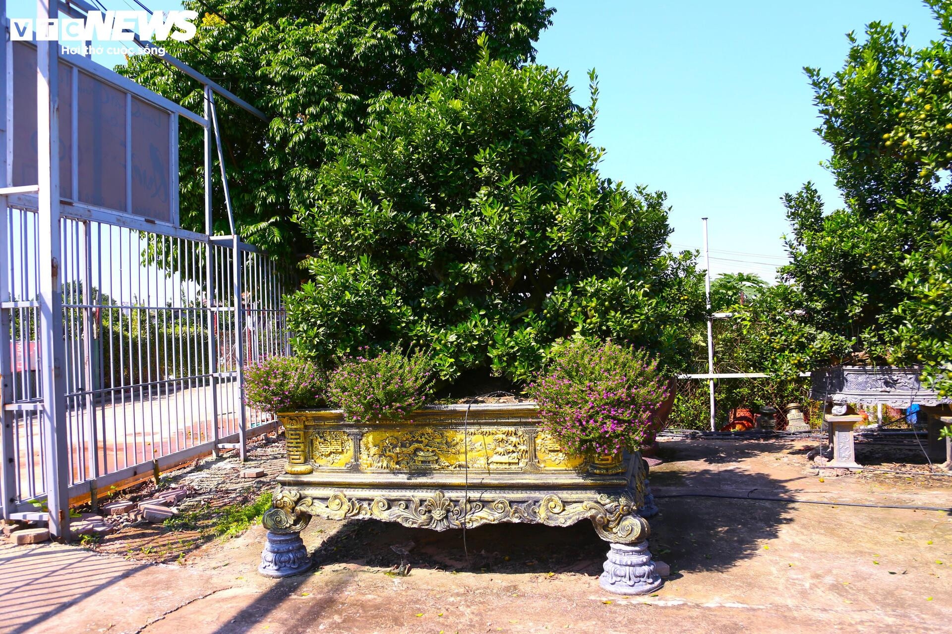 khan hiem,  bao lu,  cay canh anh 12