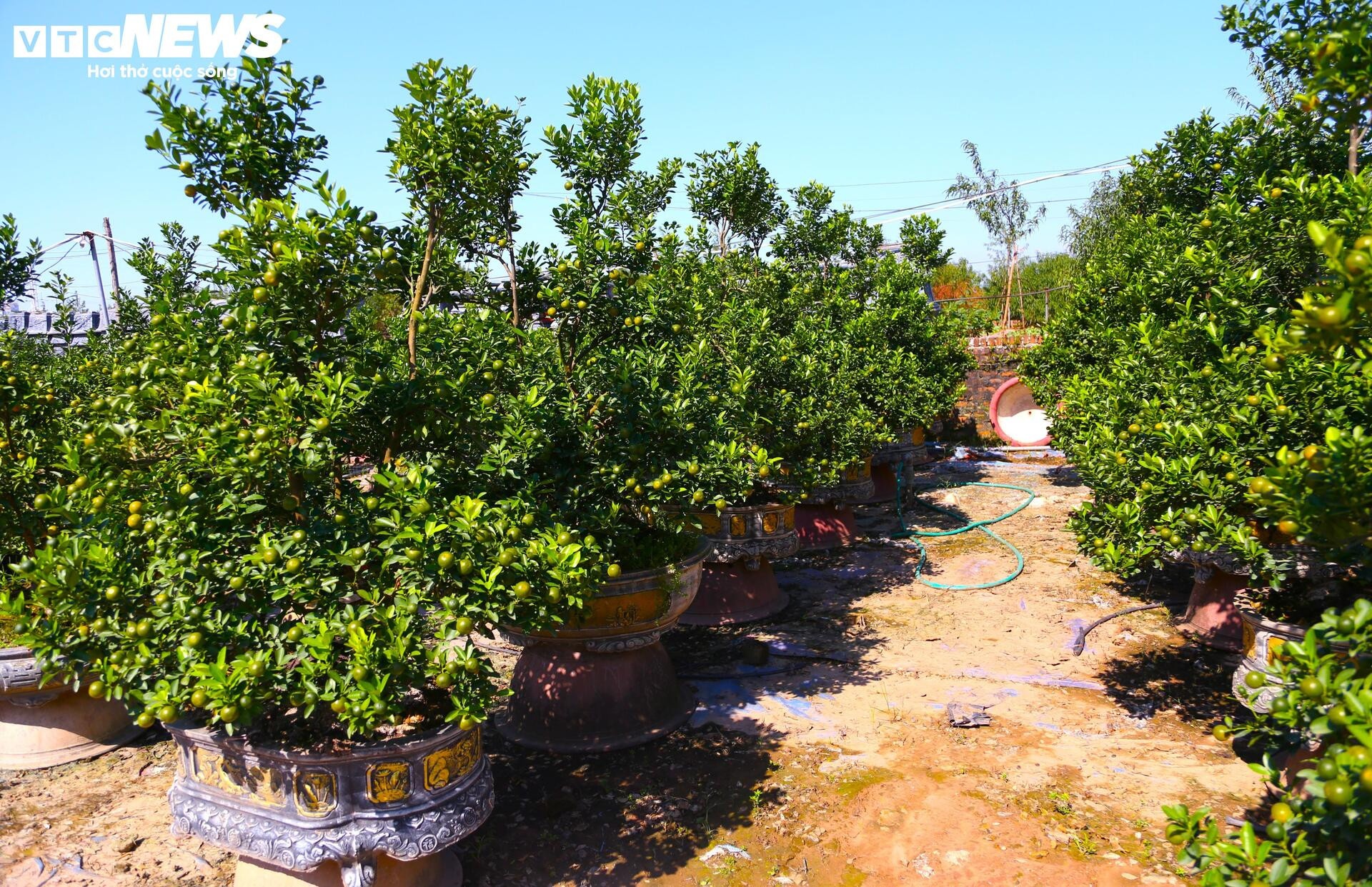 khan hiem,  bao lu,  cay canh anh 13