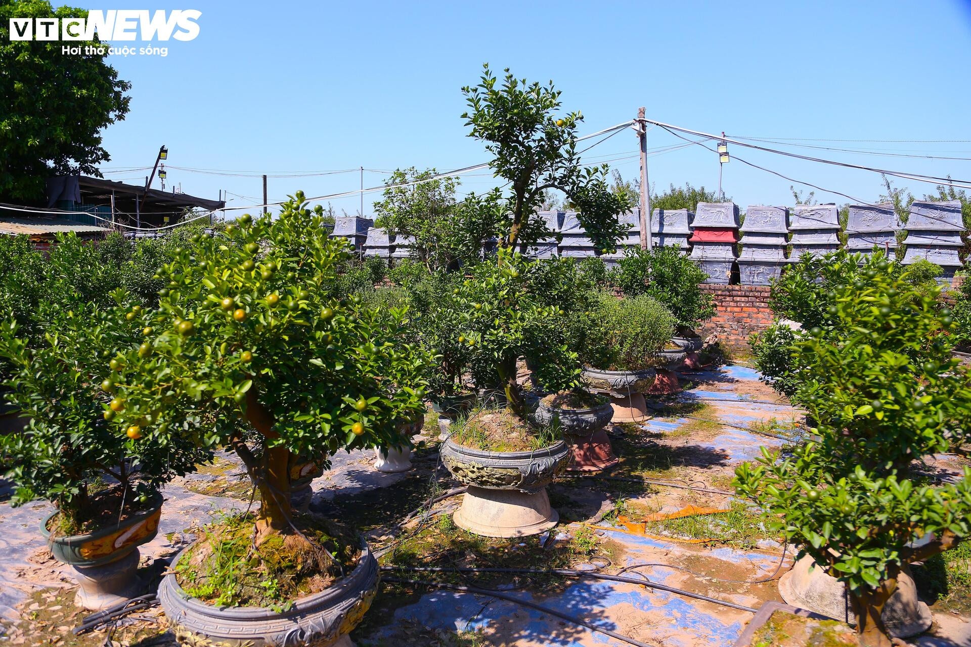 khan hiem,  bao lu,  cay canh anh 1