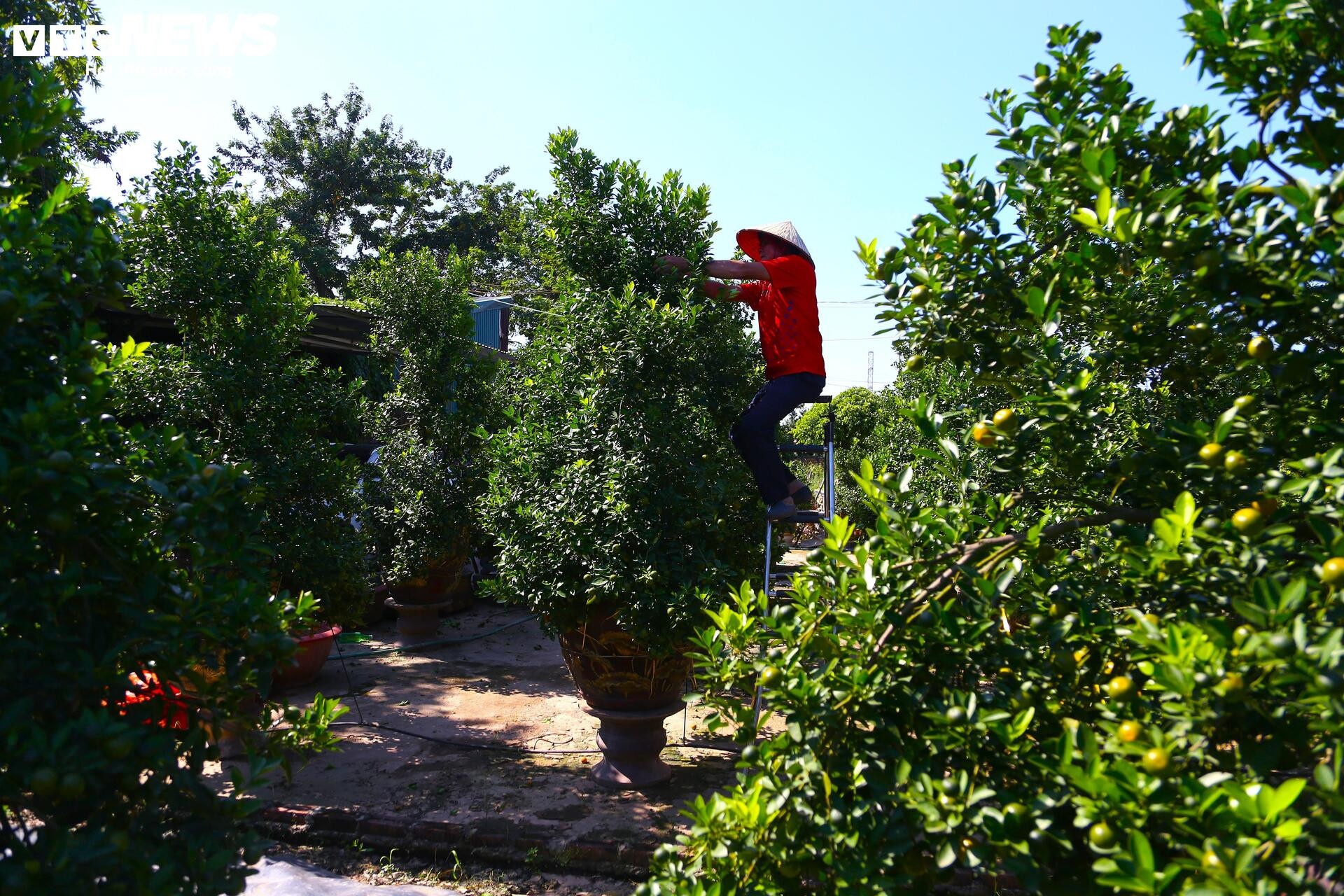 khan hiem,  bao lu,  cay canh anh 3