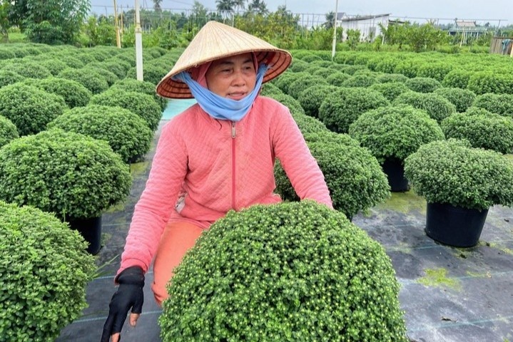 Hoa Tet no som, nha vuon dung ngoi khong yen hinh anh