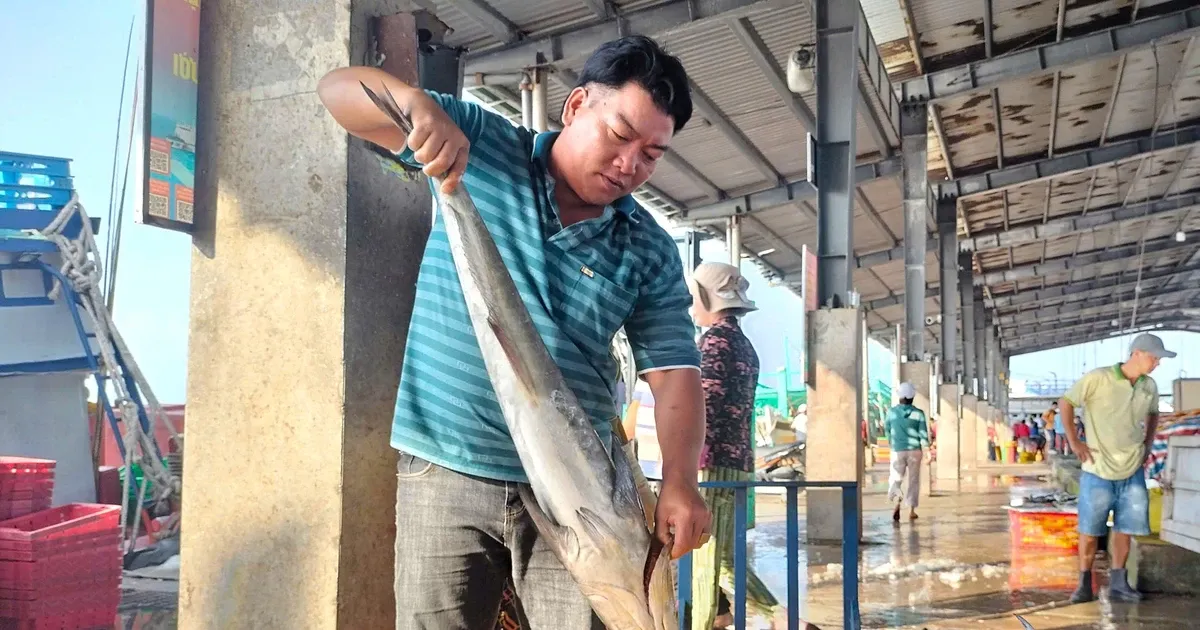 Ngu dan Ca Mau trung dam ca ba thu, moi chuyen di bien thu ve tien ty hinh anh