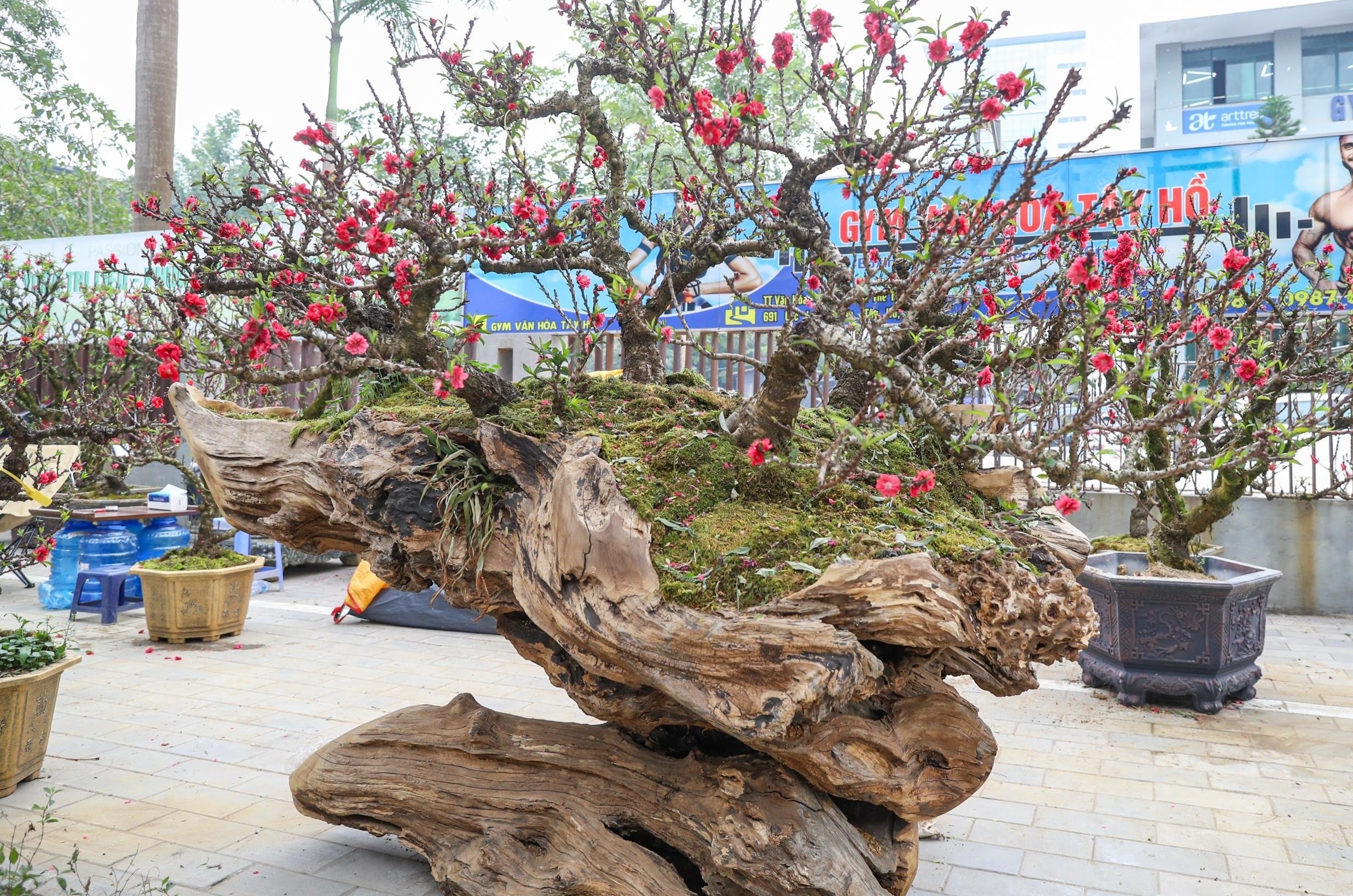 Doc la cap dao that thon leo go hoang dan gia gan 1 ty dong hinh anh