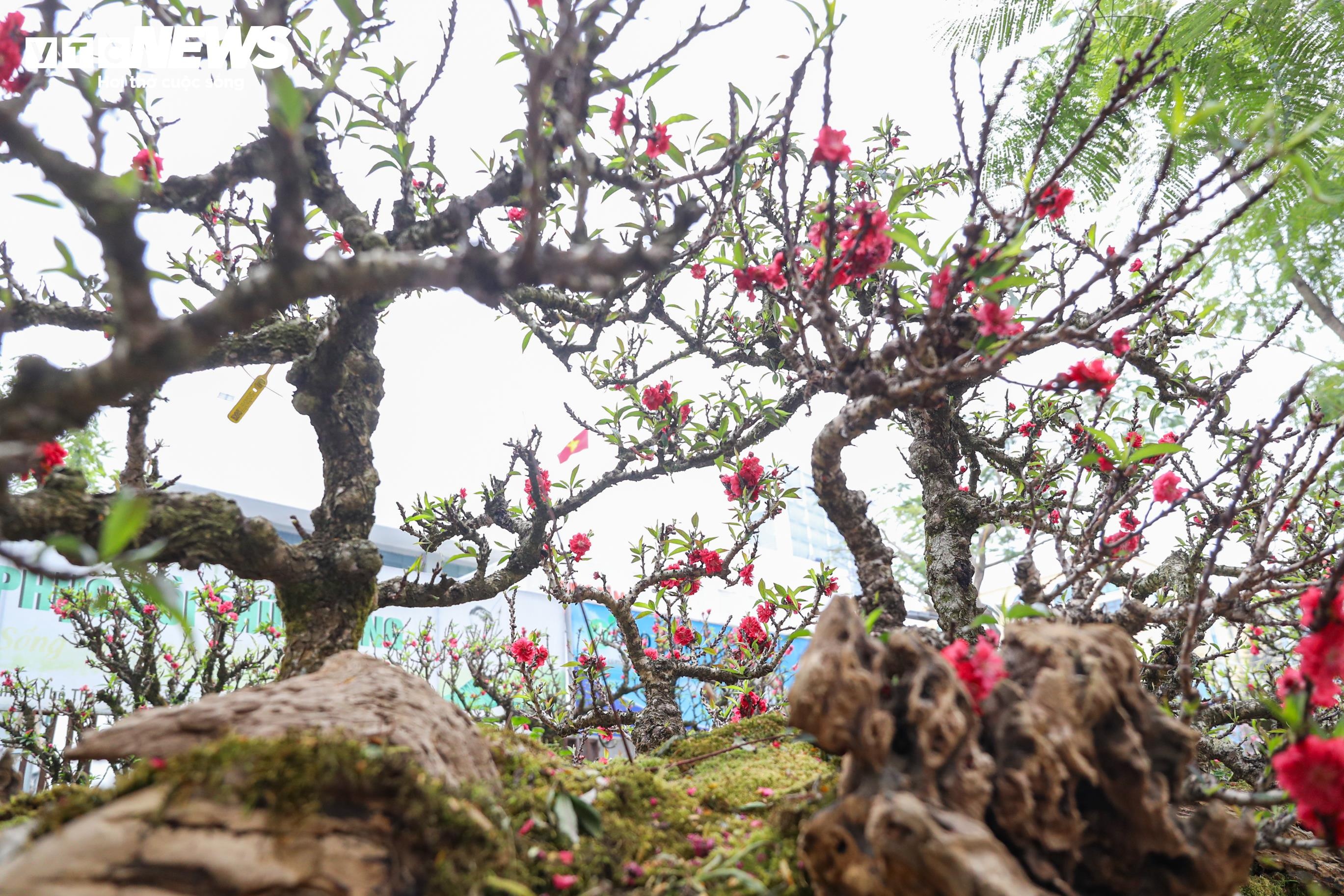 Dao that thon anh 10