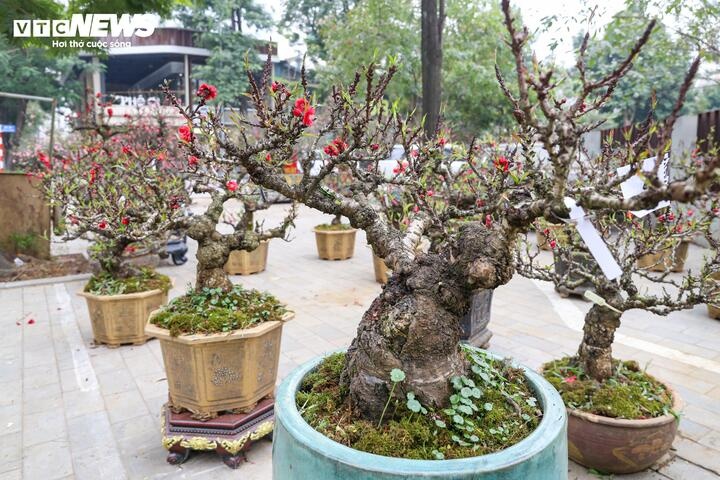 Dao that thon anh 13