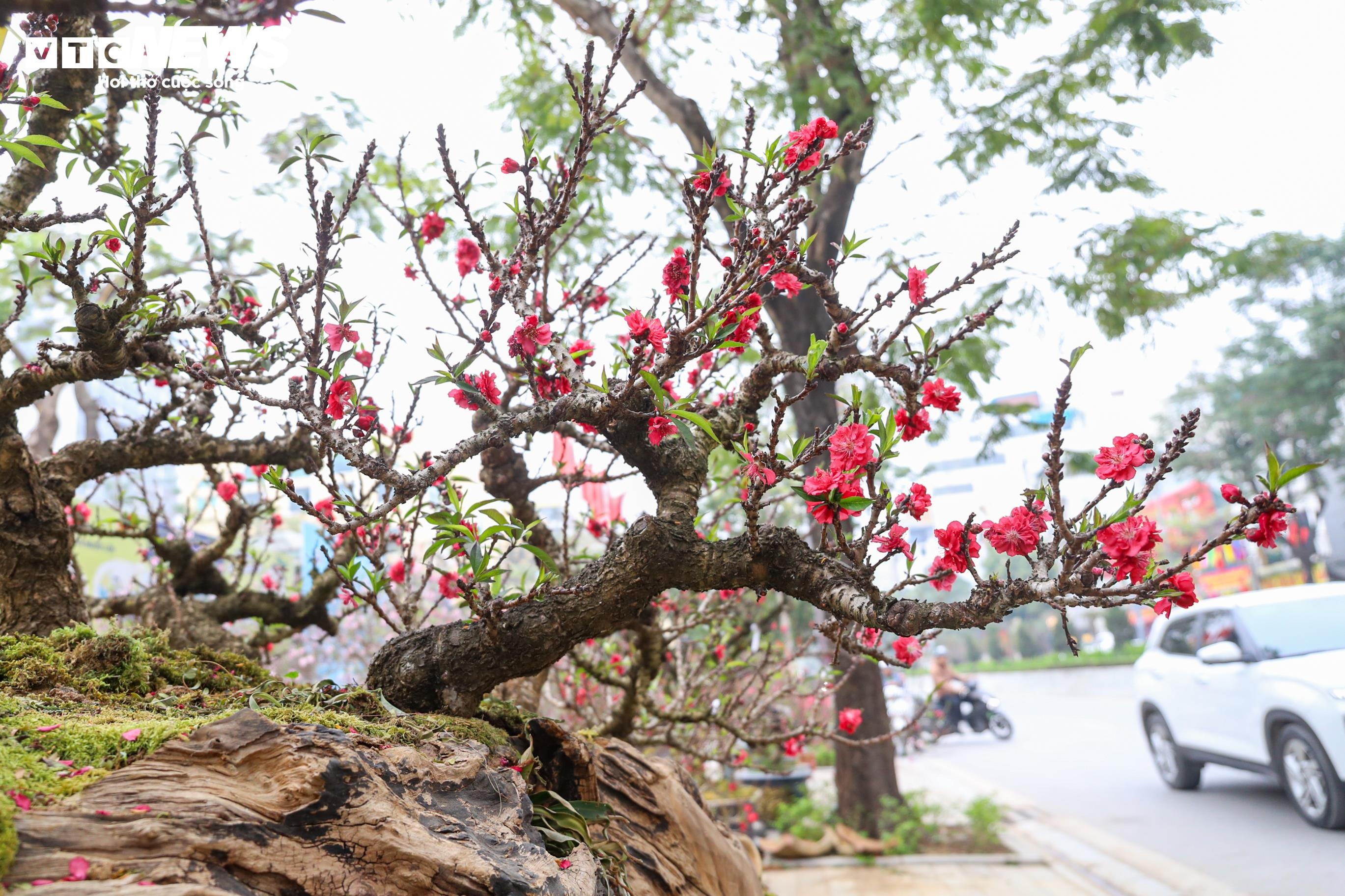 Dao that thon anh 15