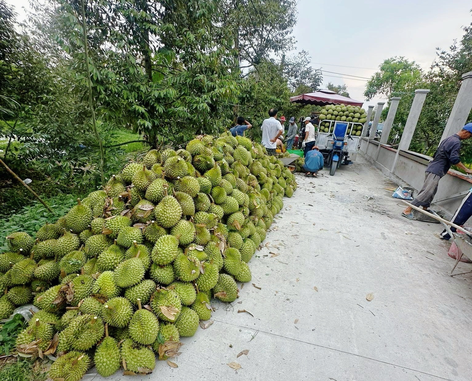 Sau rieng giam gia sau, thuong lai thu mua o at, nha vuon neo cay cho hinh anh