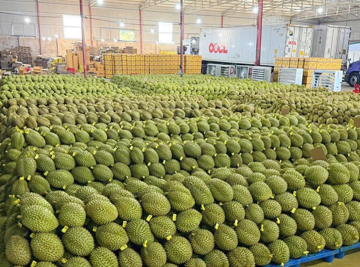 Sau rieng giam gia sau, thuong lai thu mua o at, nha vuon neo cay cho hinh anh