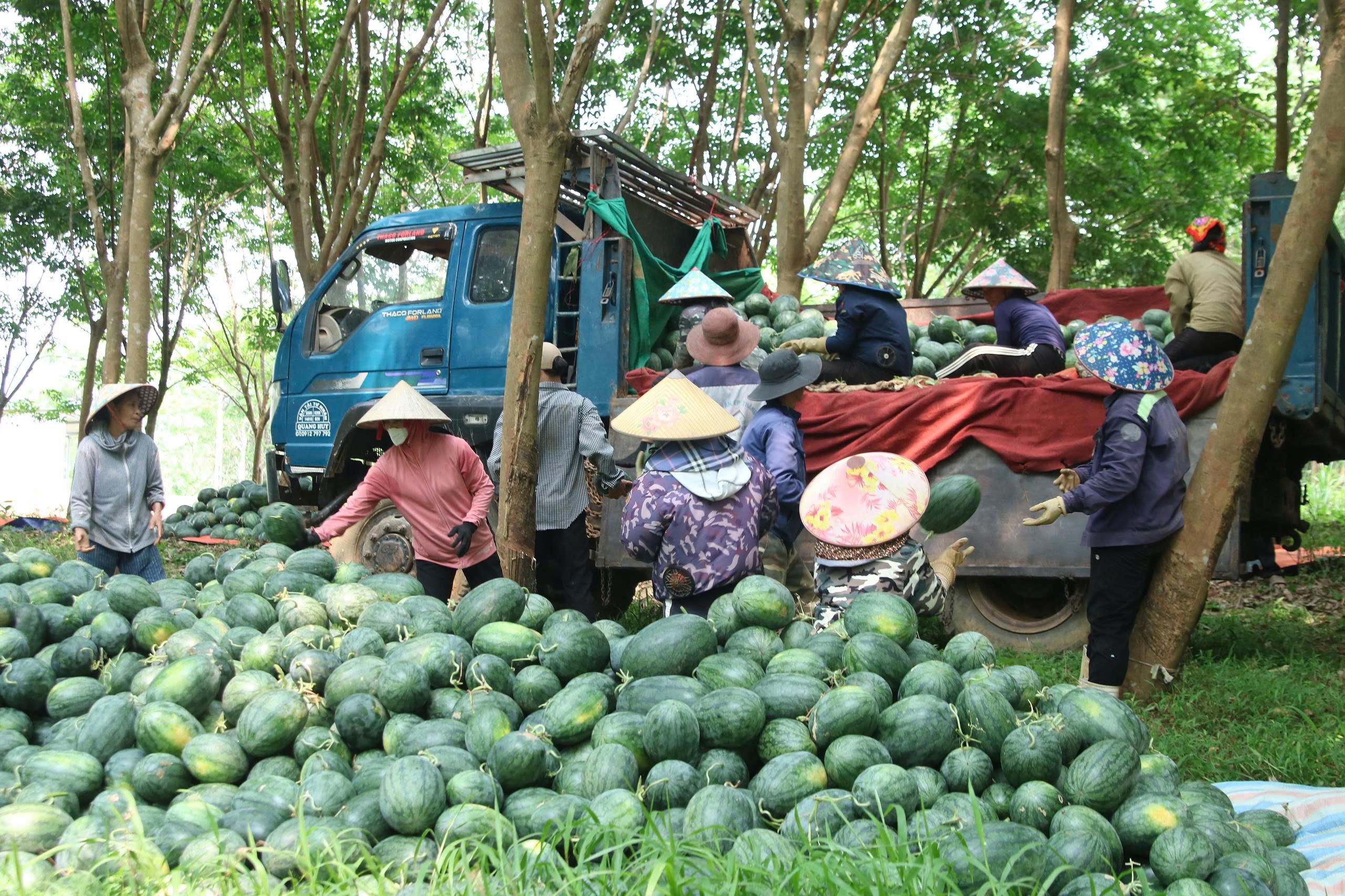 Gia duoi 3.000 dong/kg, nong dan vua dua hau lon nhat Quang Tri lo hinh anh