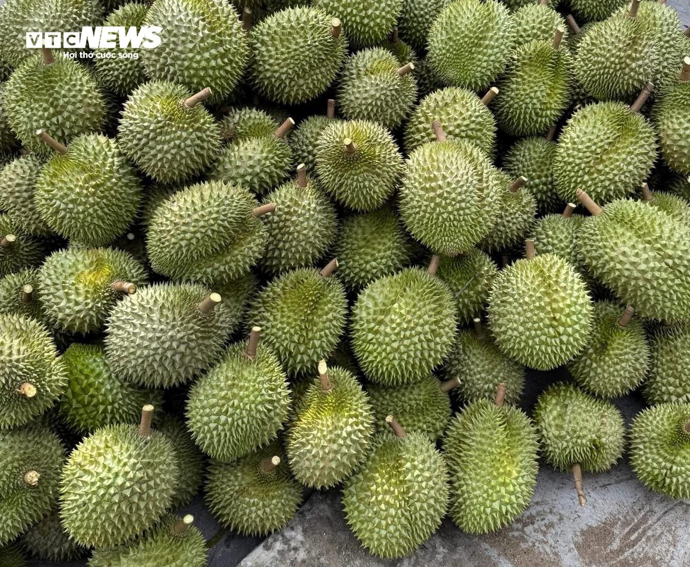 sau rieng anh 3