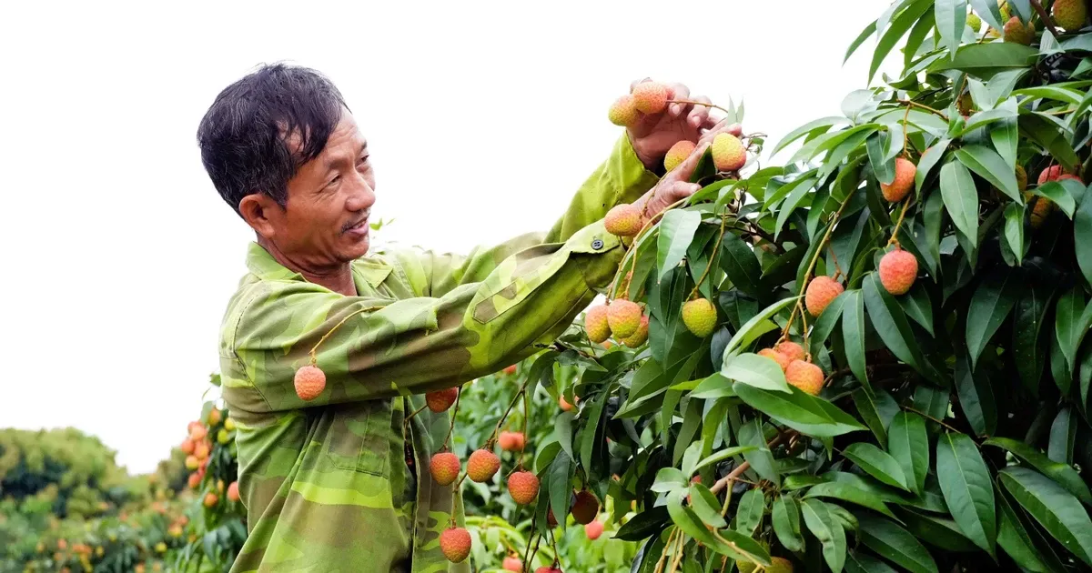 Khoc, cuoi mua vai thieu Bac Ninh hinh anh