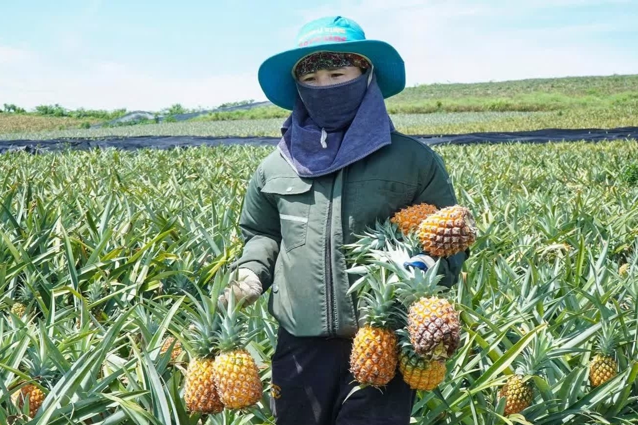 Buot ruot nhin ruong dua chin la liet, khong ai mua hinh anh