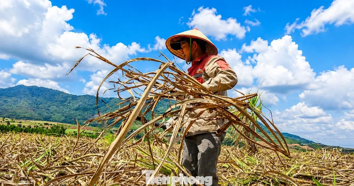 Vua mia lon nhat nuoc lao dao hinh anh