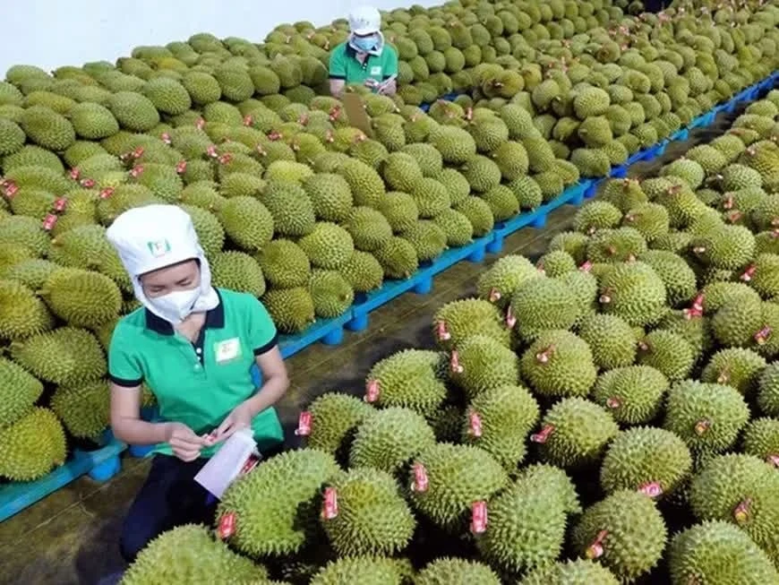 sầu ri&ecirc;ng  ảnh 2