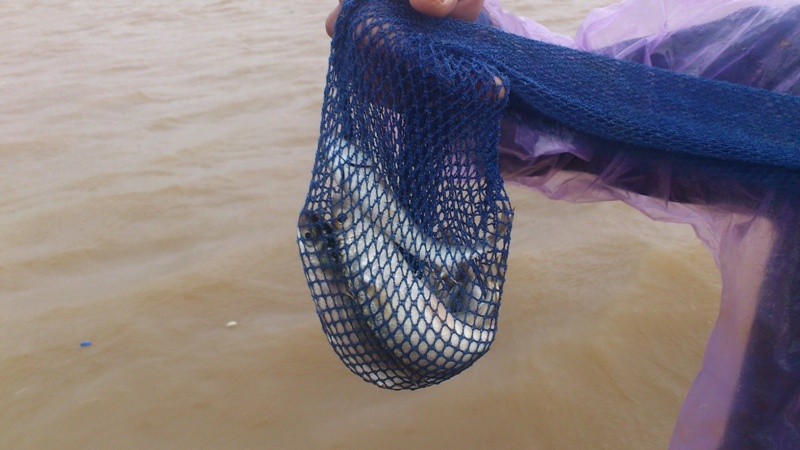 Bat chap bao, dan do xo ra bien bat ca hinh anh