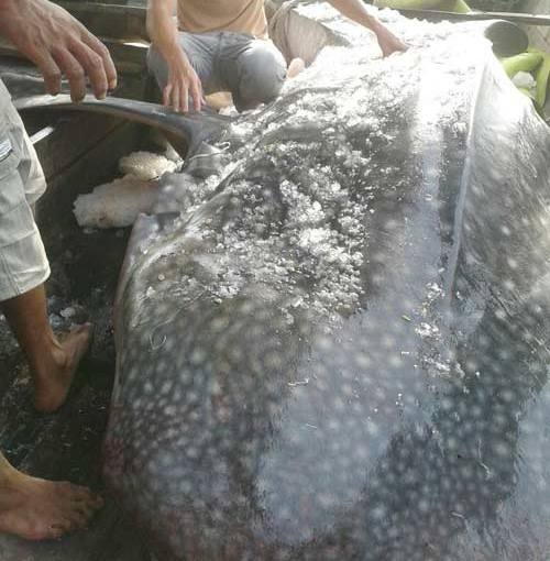 Can canh ca map khong lo vua mac luoi o Nghe An hinh anh