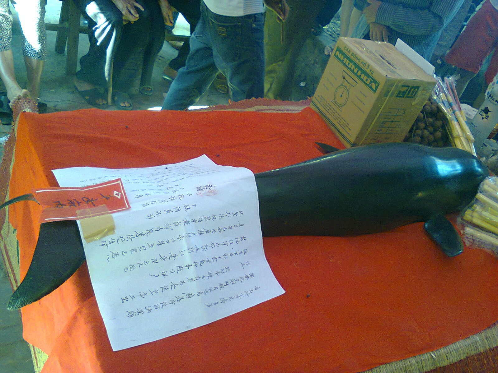 Ca voi dai 1,5m mac luoi ngu dan Nghe An hinh anh